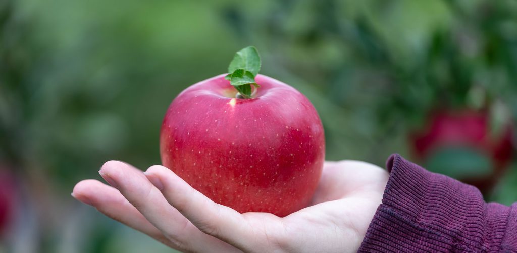Mano recogiendo manzanas en un huerto